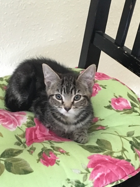 My lodger is allergic to my new kitten