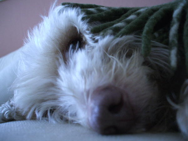 Share your dog's CV - chance to win £300! NOW CLOSED