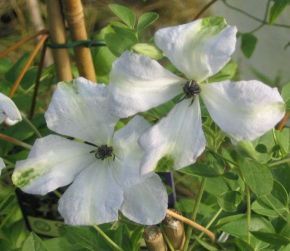 "in the midst of winter, I found there was within me, an invincible summer" Potting shed chat continues here