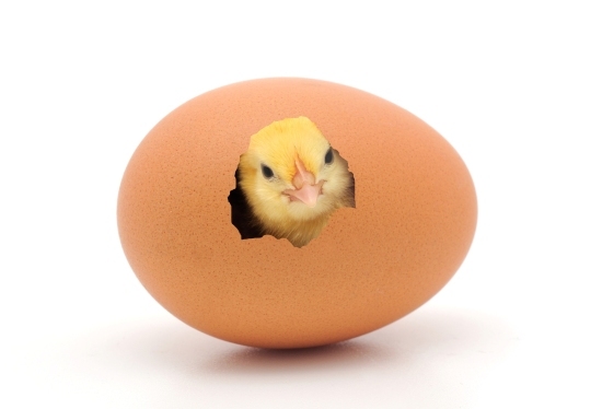 Brave Babes Battle Bus