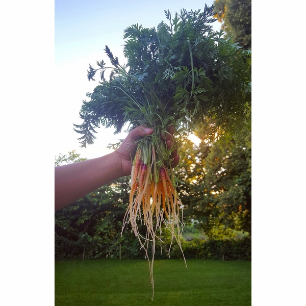 Allotment/Veg Patch Thread 6 -  Weed 'em and Reap!