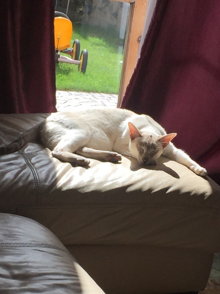 Tempted to Adopt a Bengal
