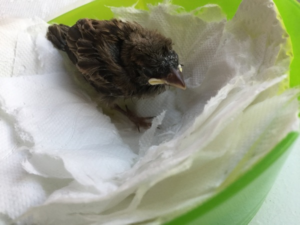 What can I feed this chick?