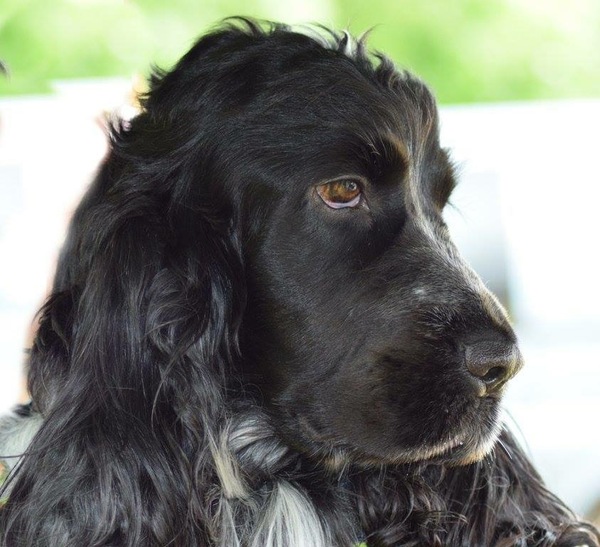 Share your dog's CV - chance to win £300! NOW CLOSED