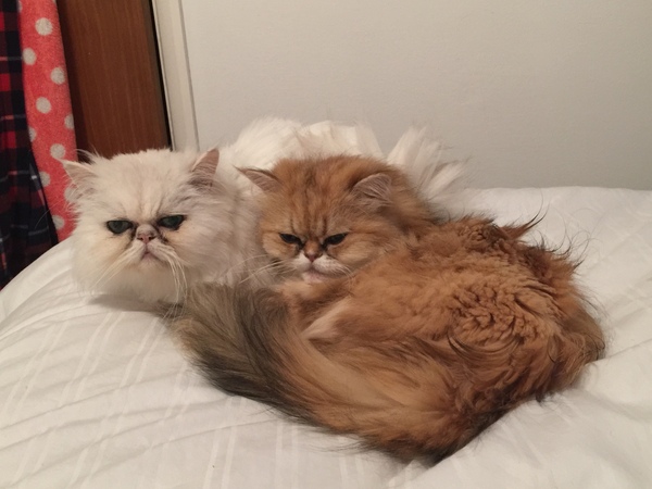 persian rescue centre