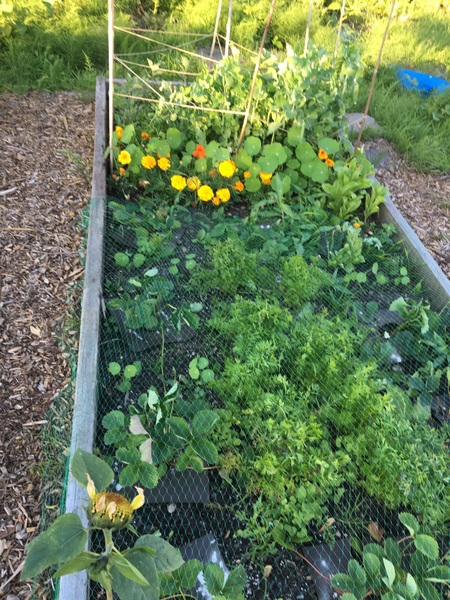 Allotment/Veg Patch Thread 6 -  Weed 'em and Reap!