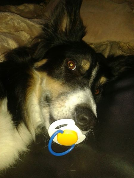 Share your dog's CV - chance to win £300! NOW CLOSED