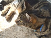 Help please poorly kitten
