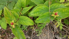 Deadly nightshade?