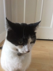 What has BiteyCat done to his face?
