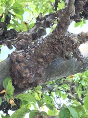 Is my tree diseased...?