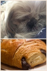 Share your dog's CV - chance to win £300! NOW CLOSED