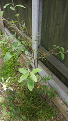 Help me identity this shrub/tree