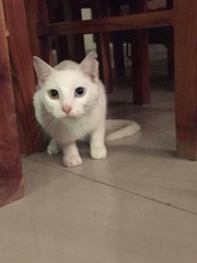 Has anyone ever collected a cat from Manchester airport?