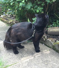 Leroy gets to go out!