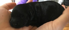 Introducing puppies and kittens!