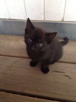 Another name the kitten thread ... (with picture)