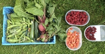 Allotment/Veg Patch Thread 6 -  Weed 'em and Reap!