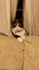 Is it true tortoiseshell cats can be mean