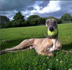 Share your dog's CV - chance to win £300! NOW CLOSED