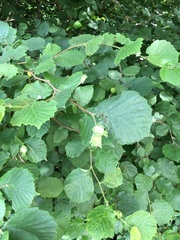 what is this tree?