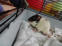 Two new members to the Catan mischief