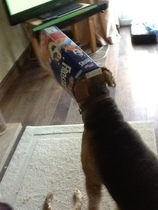 Share your dog's CV - chance to win £300! NOW CLOSED