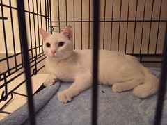 Has anyone ever collected a cat from Manchester airport?
