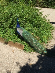 I can't think of a witty title, so here is July's Frugaleer Thread! All welcome.