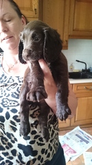 Spaniel puppies