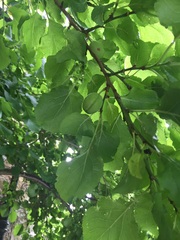 Is this an olive tree?