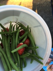 Allotment/Veg Patch Thread 6 -  Weed 'em and Reap!