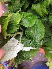 Allotment/Veg Patch Thread 6 -  Weed 'em and Reap!
