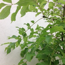 What is this "tree"?