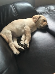 New lab puppy not eating or toileting as much as I though he would