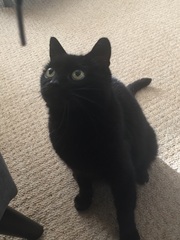 Cat's favourite thing