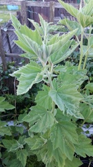 What is this hairy interloper?