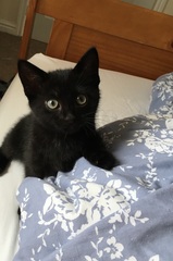 Introducing puppies and kittens!