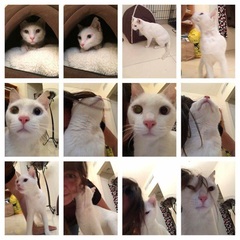 Has anyone ever collected a cat from Manchester airport?