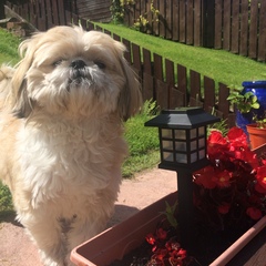 Share your dog's CV - chance to win £300! NOW CLOSED