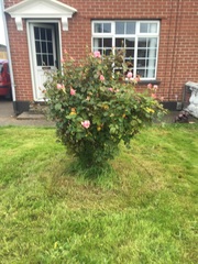 Help with these roses?