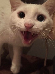 Has anyone ever collected a cat from Manchester airport?