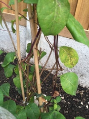 Honeysuckle