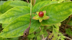 Deadly nightshade?