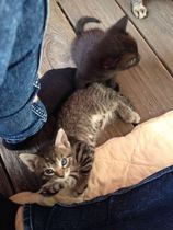 Another name the kitten thread ... (with picture)