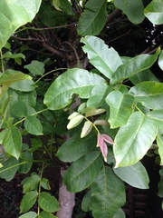 What tree is this?