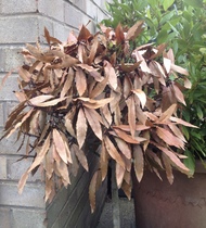 "in the midst of winter, I found there was within me, an invincible summer" Potting shed chat continues here