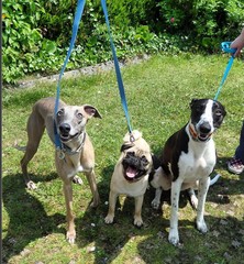 Share your dog's CV - chance to win £300! NOW CLOSED