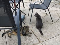 Help please poorly kitten
