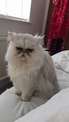 persian rescue centre